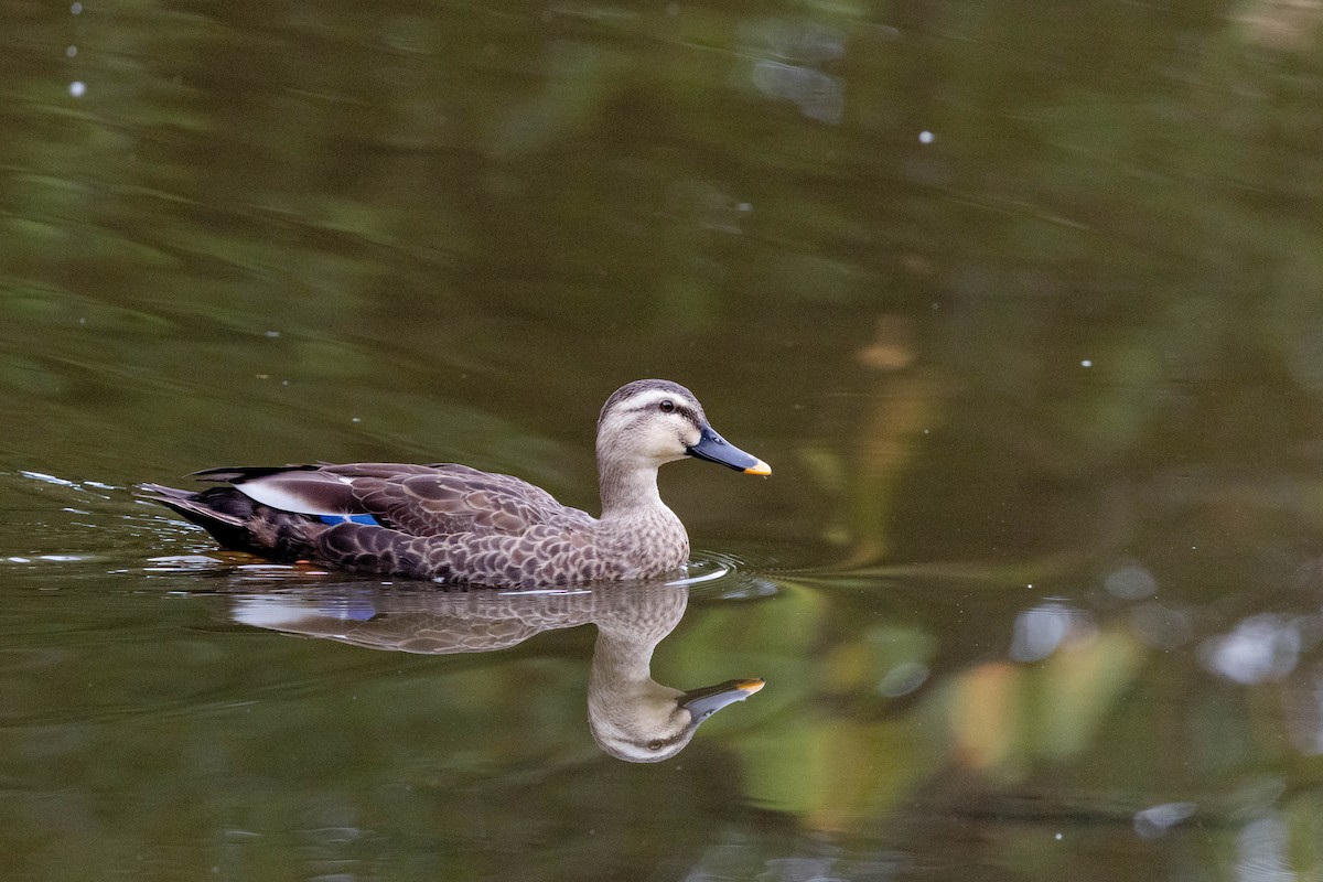 Eastern Spot-billed Duck - ML644576489