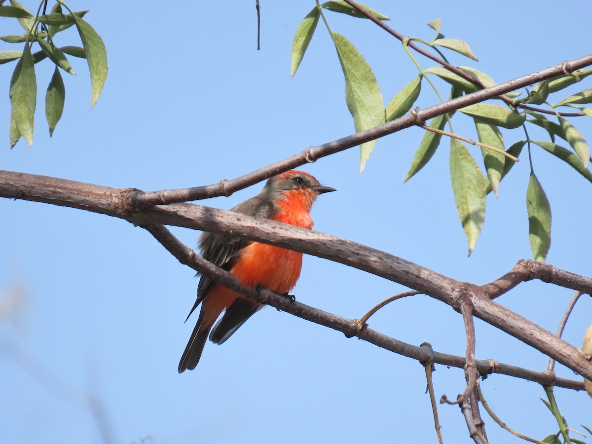 Vermilion Flycatcher - ML644576490