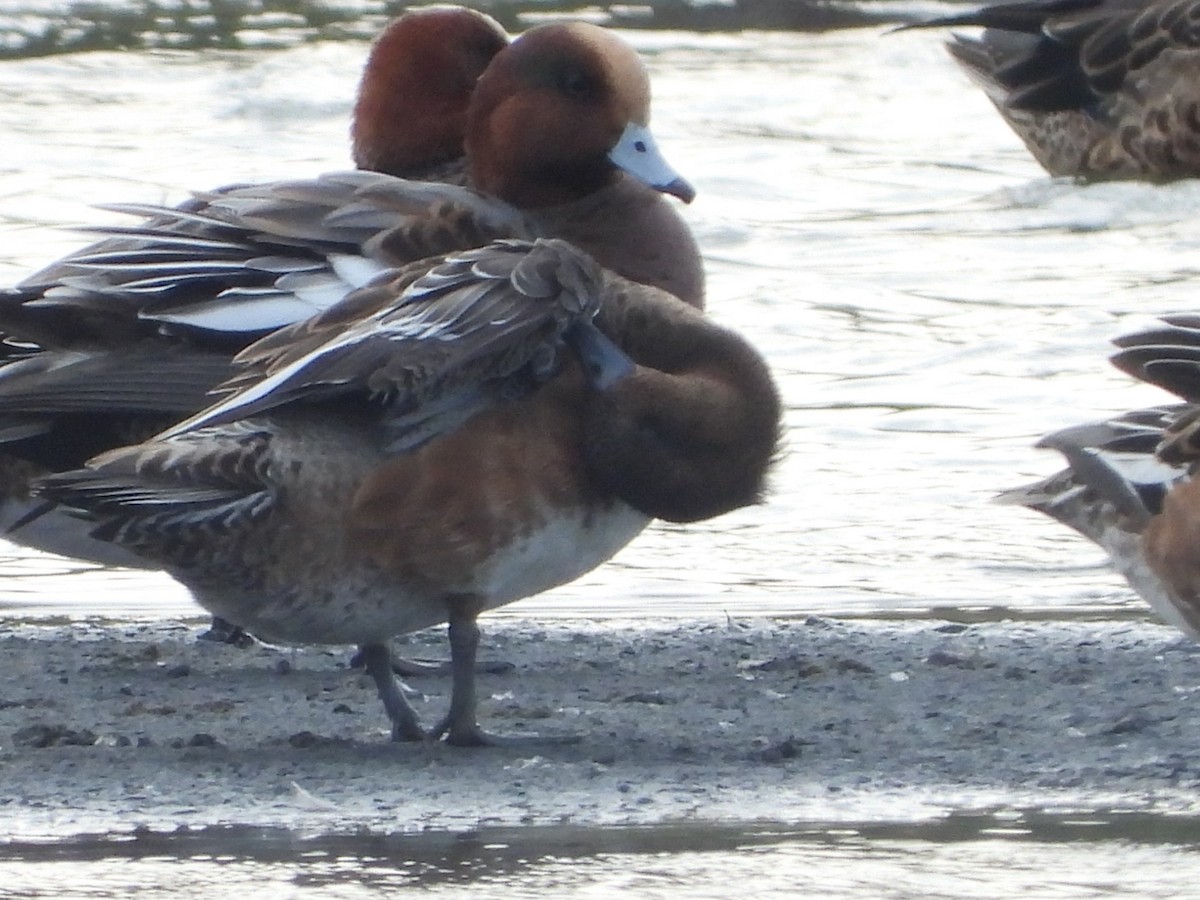 Eurasian Wigeon - ML644576491