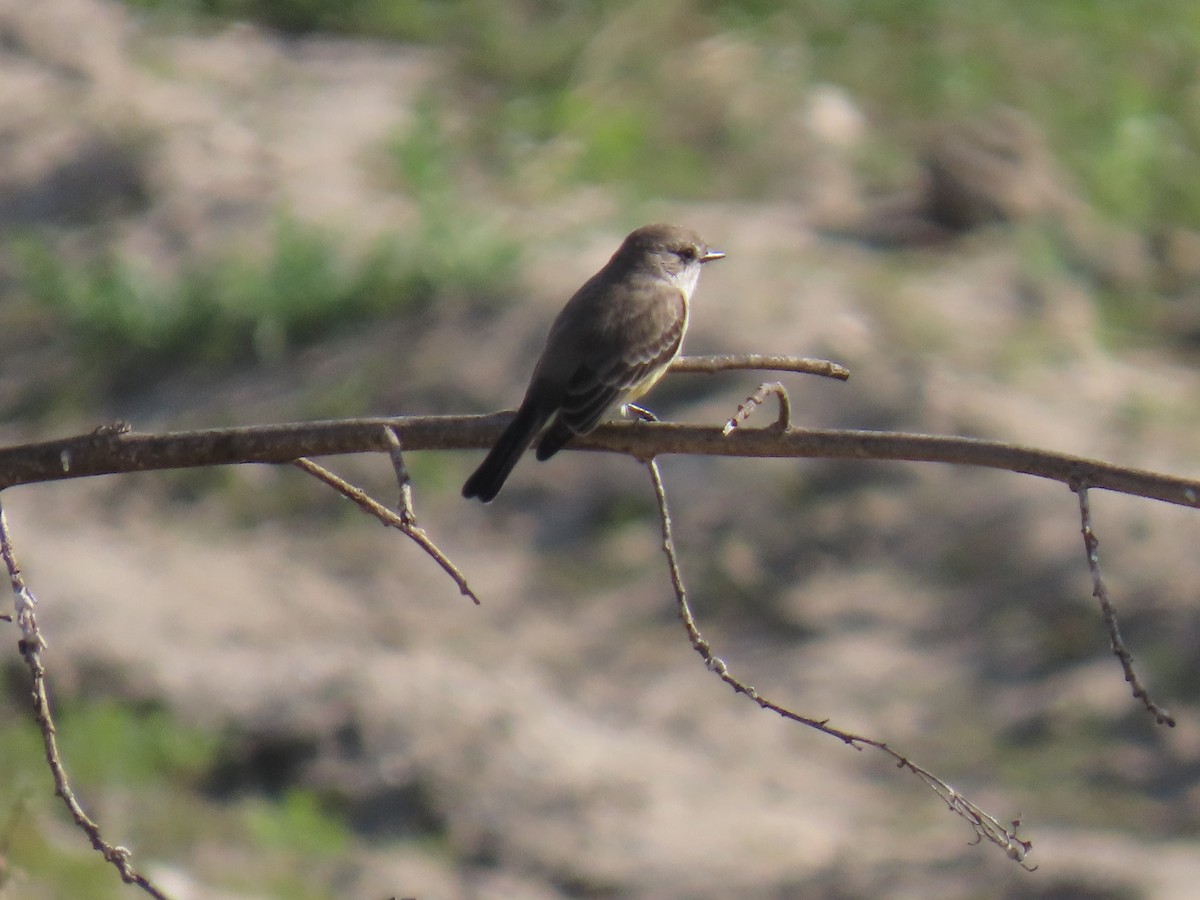 Vermilion Flycatcher - ML644576493