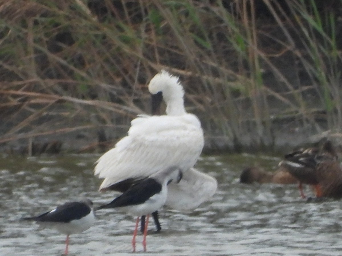 Black-winged Stilt - ML644576494