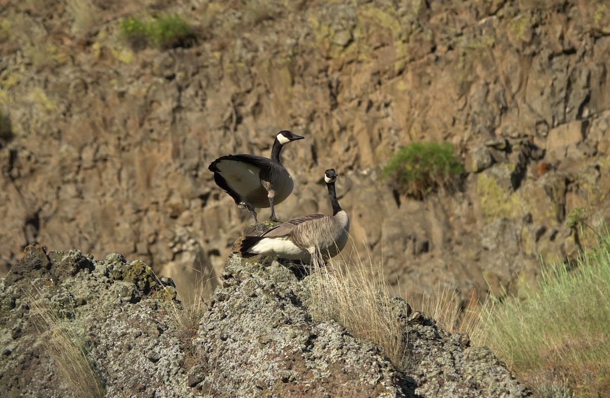Canada Goose - ML644576495