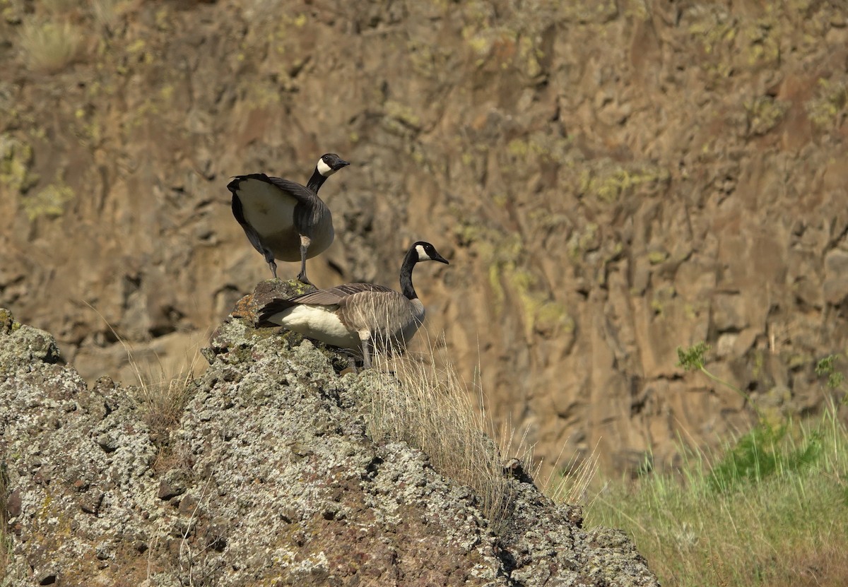 Canada Goose - ML644576496