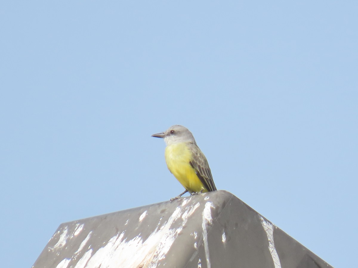 Tropical Kingbird - ML644576498