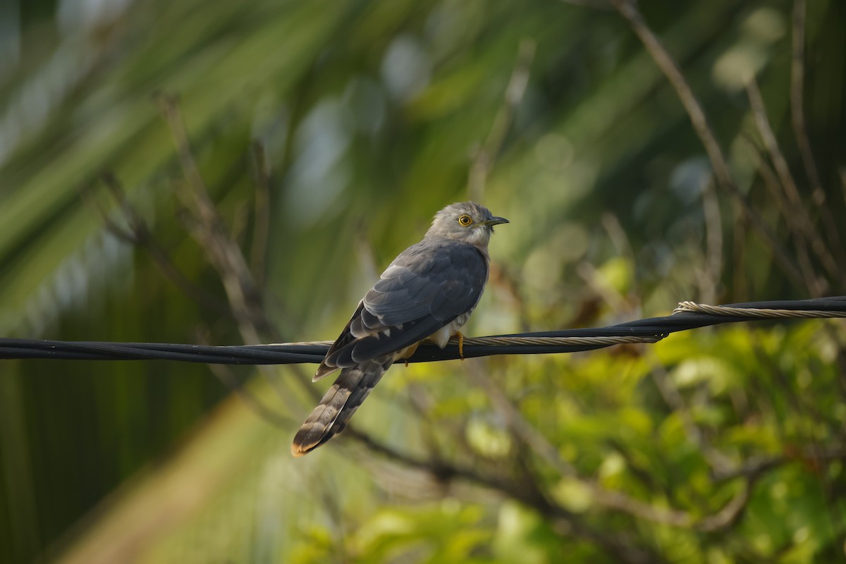 Common Hawk-Cuckoo - ML644576509