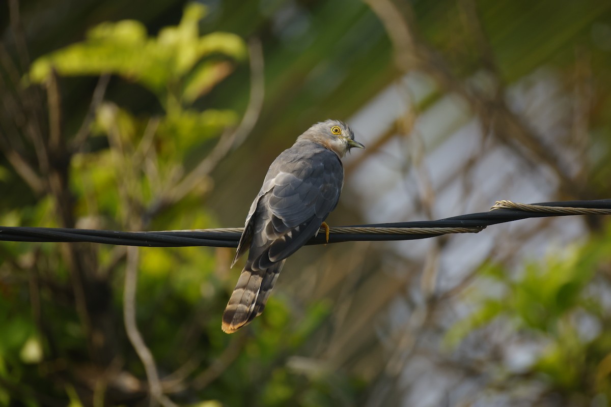 Common Hawk-Cuckoo - ML644576511
