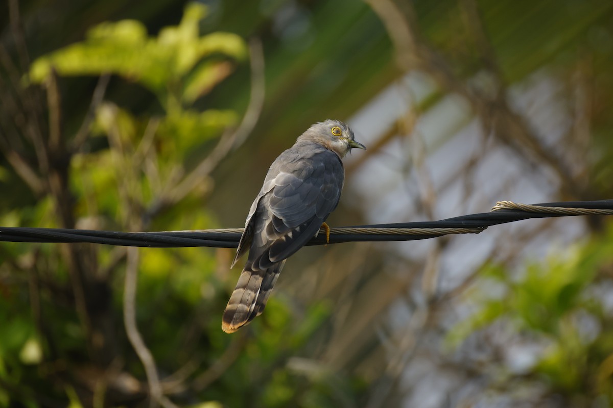 Common Hawk-Cuckoo - ML644576512