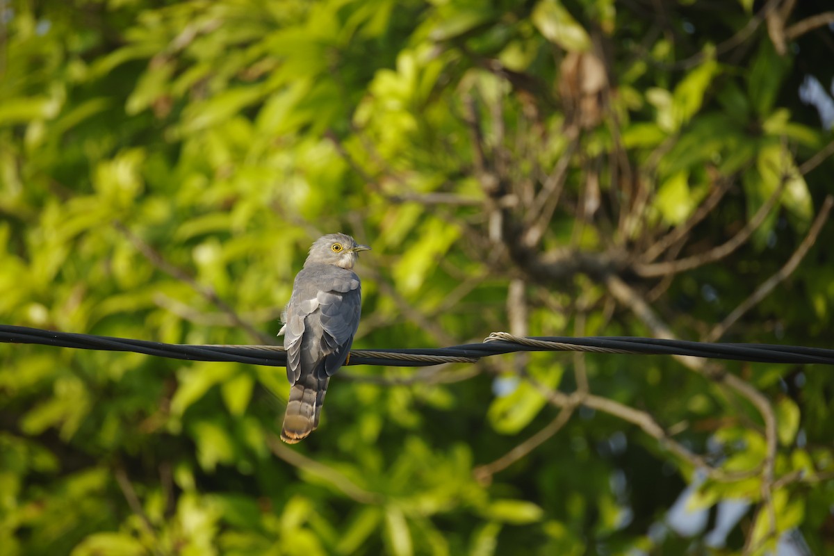 Common Hawk-Cuckoo - ML644576517