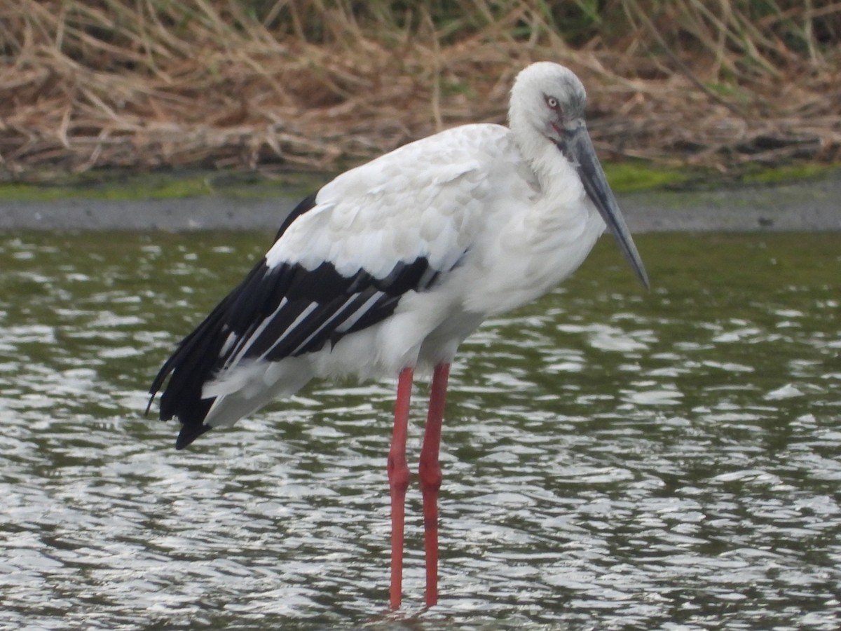 Oriental Stork - ML644576520