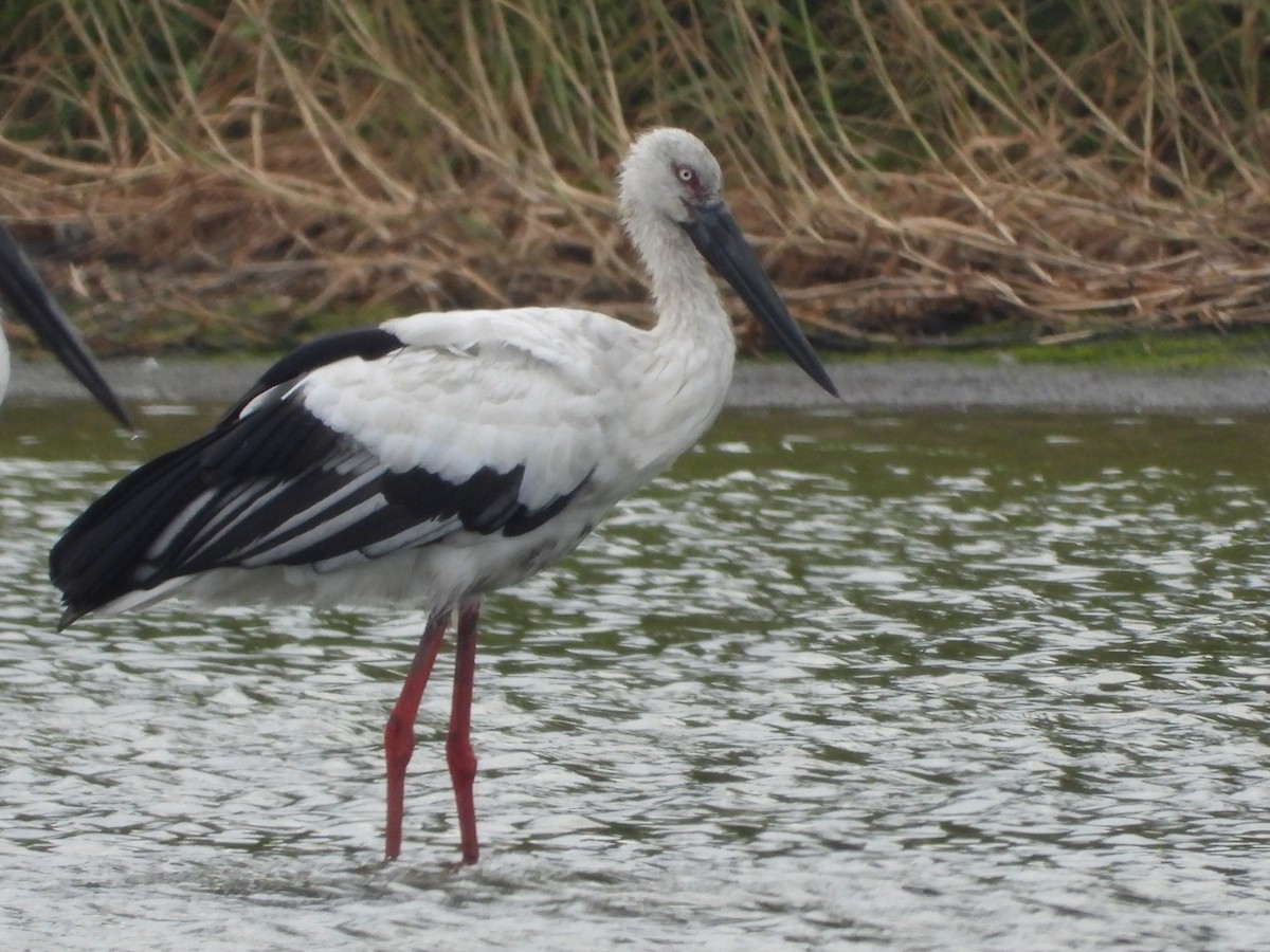 Oriental Stork - ML644576521