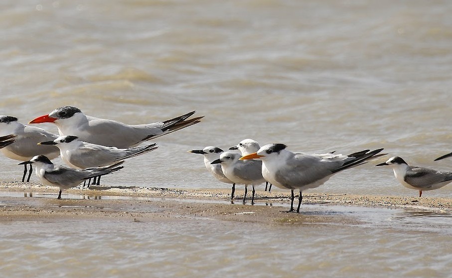 Gull-billed Tern - ML644576522