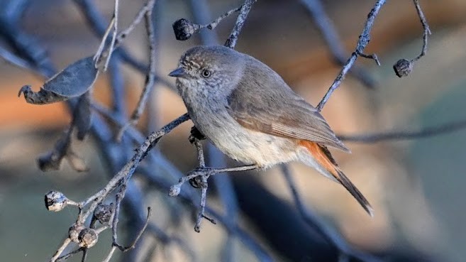 コシアカトゲハシムシクイ - ML644576523