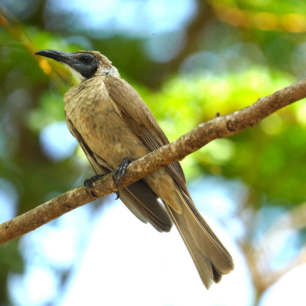 Polochion à menton jaune - ML644576524