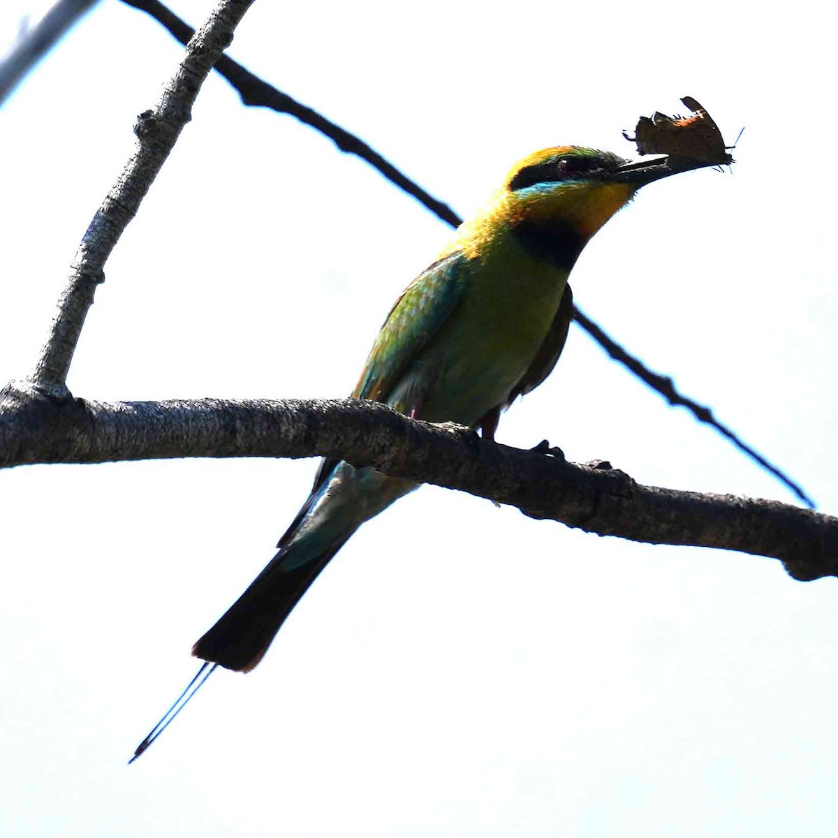 Rainbow Bee-eater - ML644576526