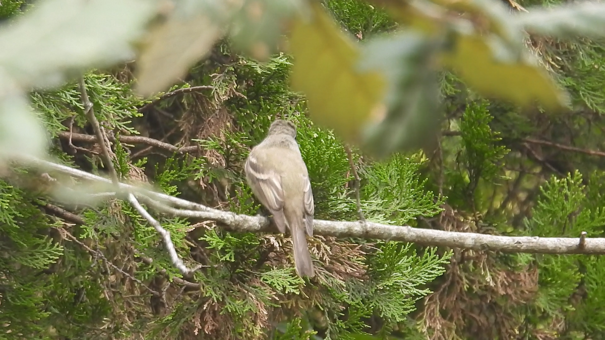 Hammond's Flycatcher - ML644576527