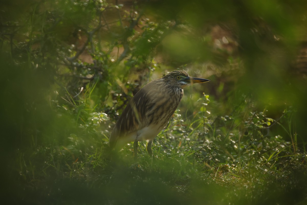 Indian Pond-Heron - ML644576530