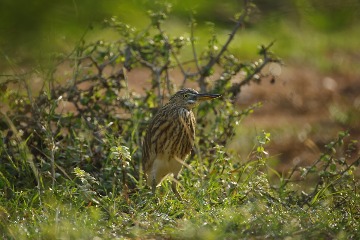 Indian Pond-Heron - ML644576531