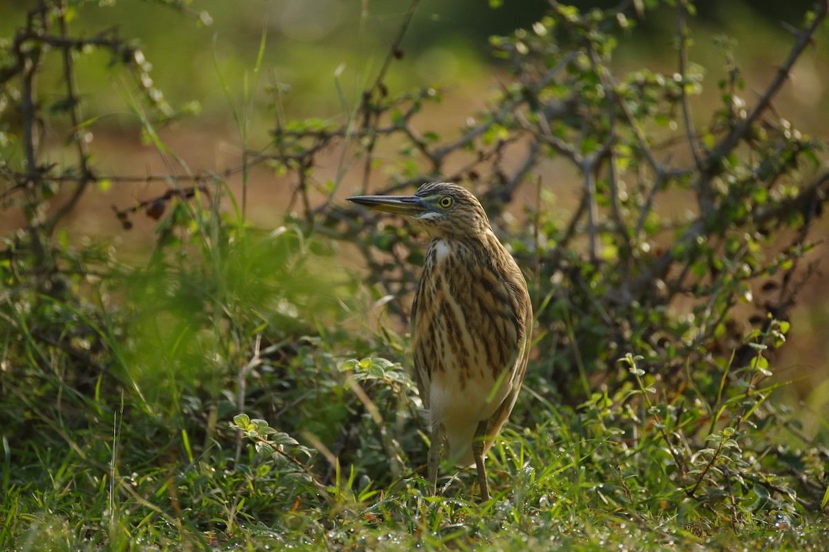 Indian Pond-Heron - ML644576532