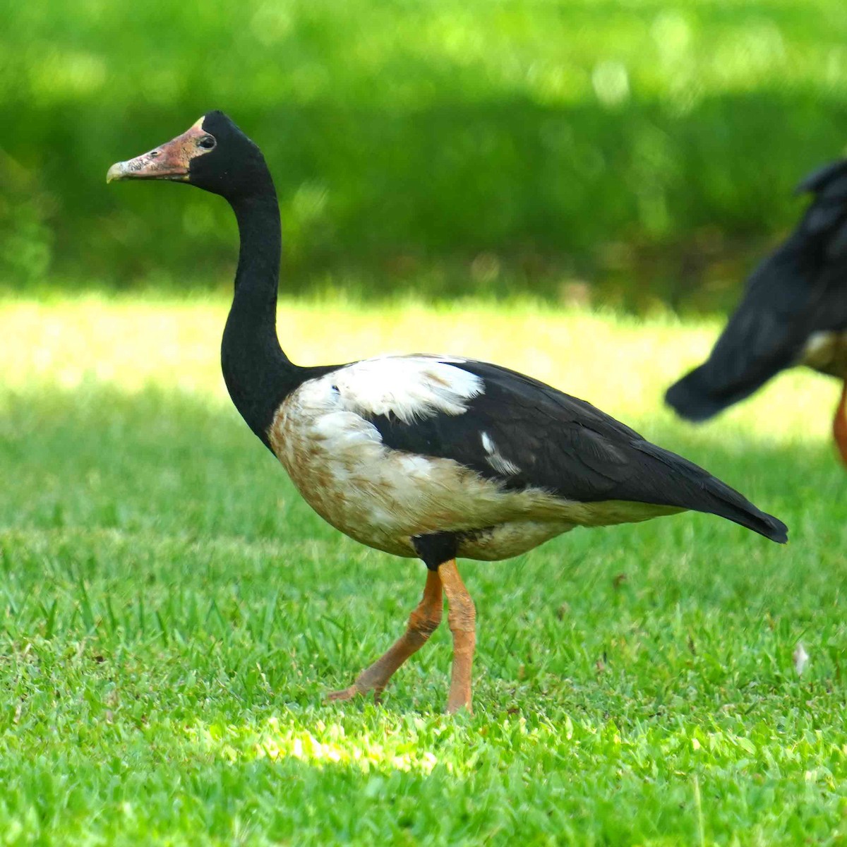 Magpie Goose - ML644576534