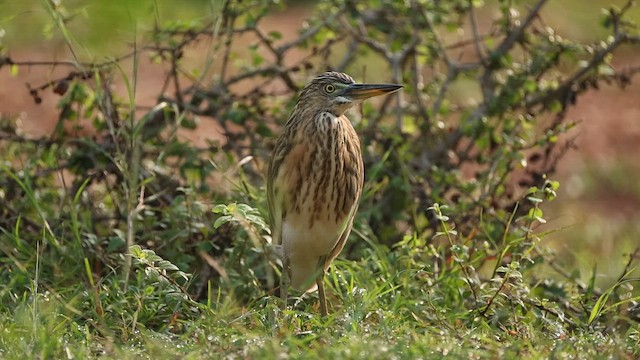 Indian Pond-Heron - ML644576537