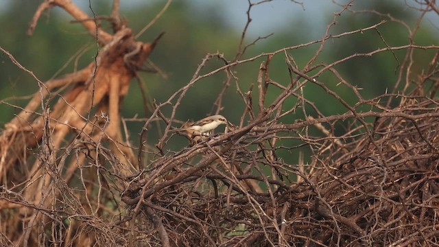 Bay-backed Shrike - ML644576549