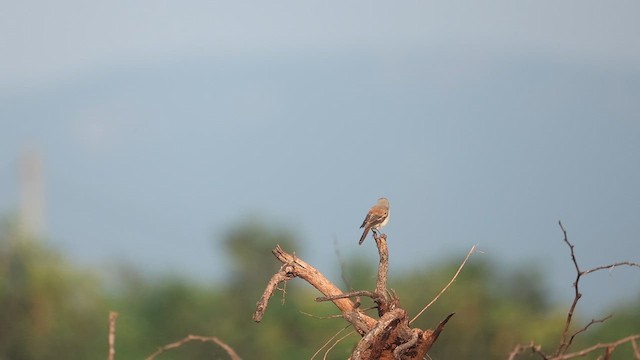 Bay-backed Shrike - ML644576550