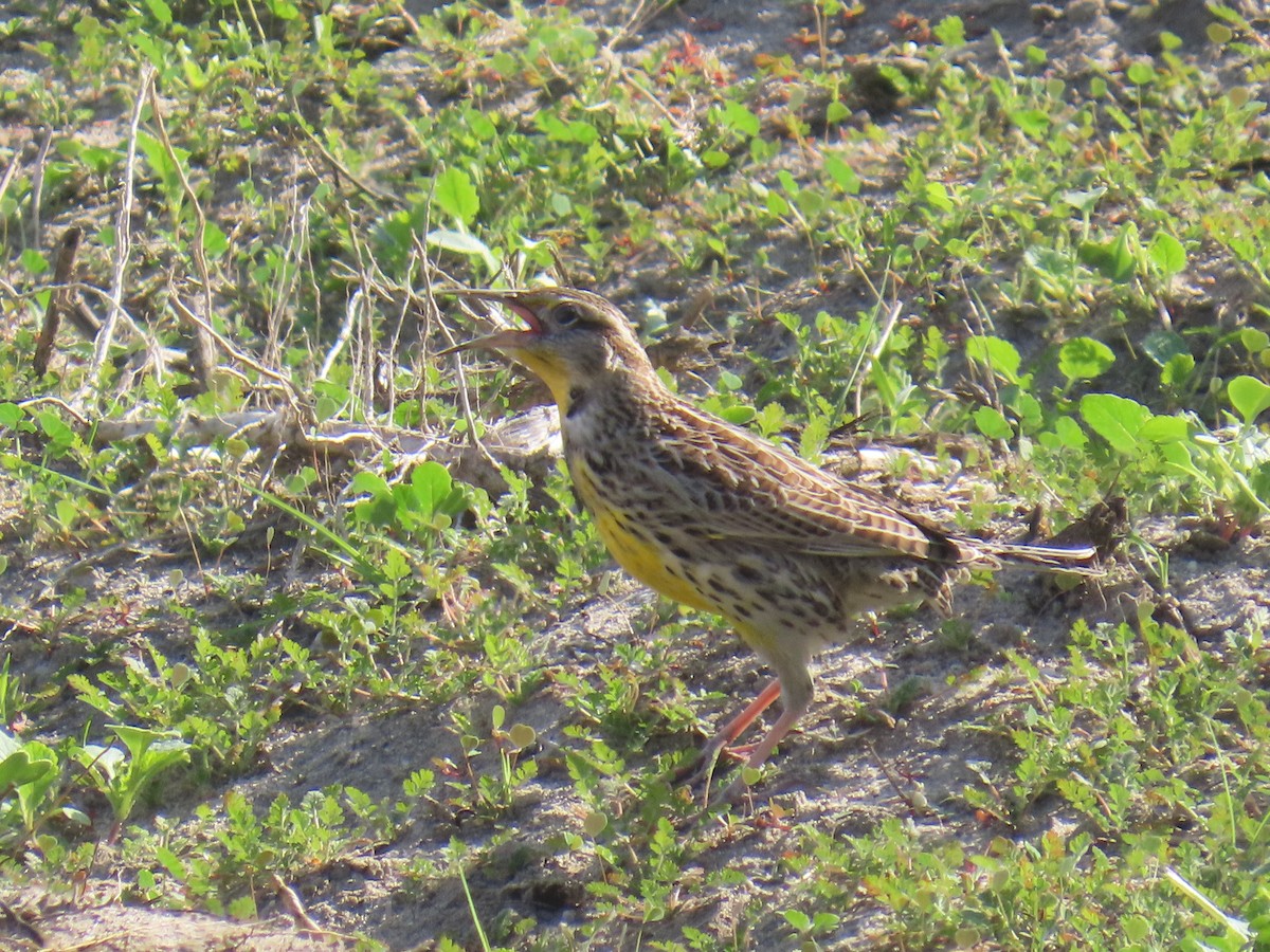 Western Meadowlark - ML644576551