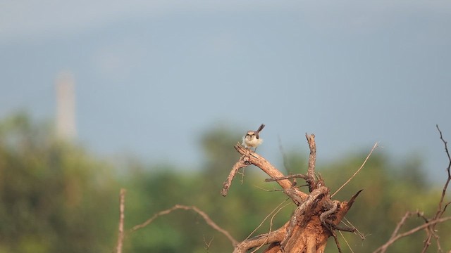 indiavarsler - ML644576555