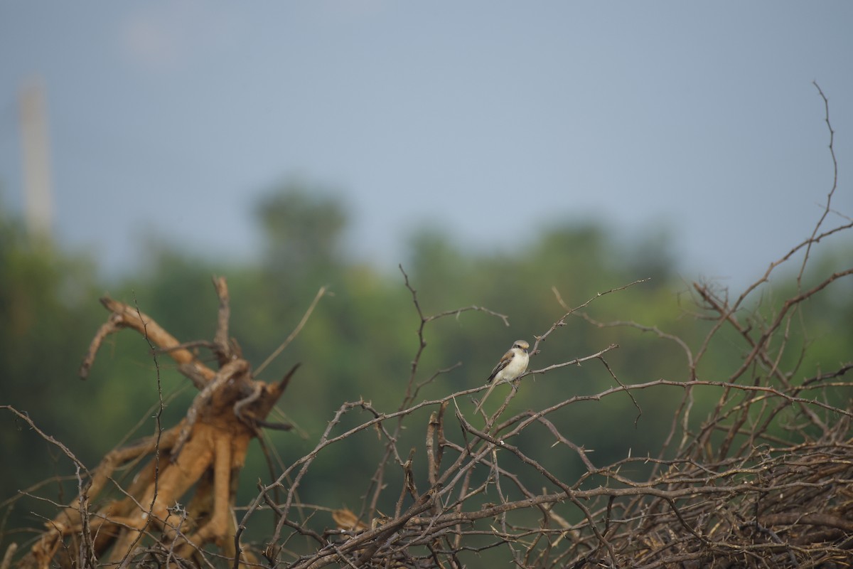 Bay-backed Shrike - ML644576558