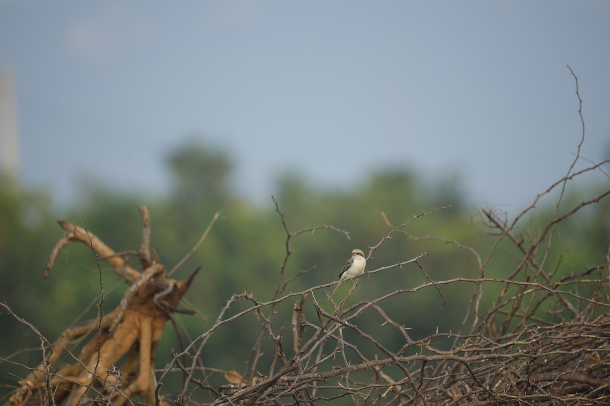 Bay-backed Shrike - ML644576559