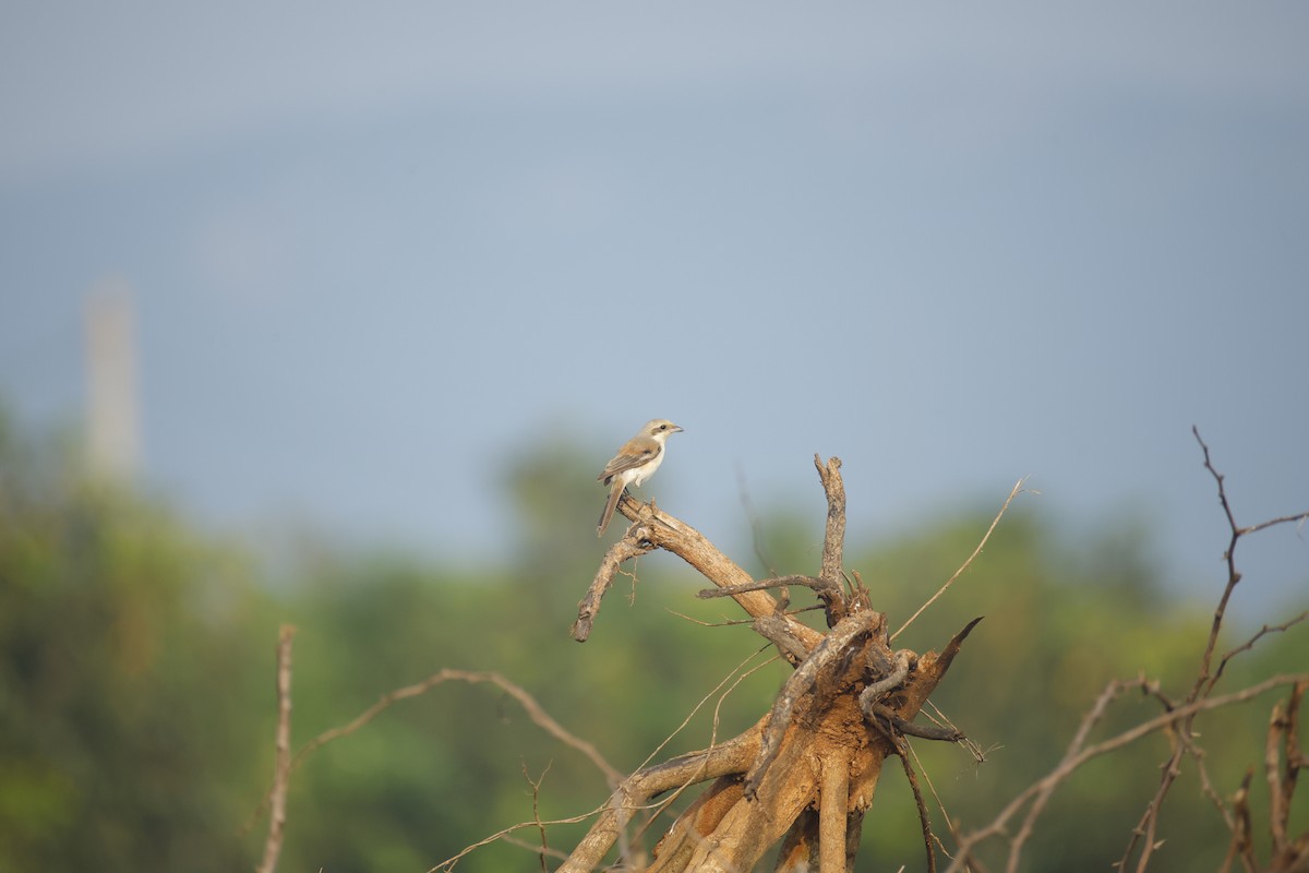 Bay-backed Shrike - ML644576560