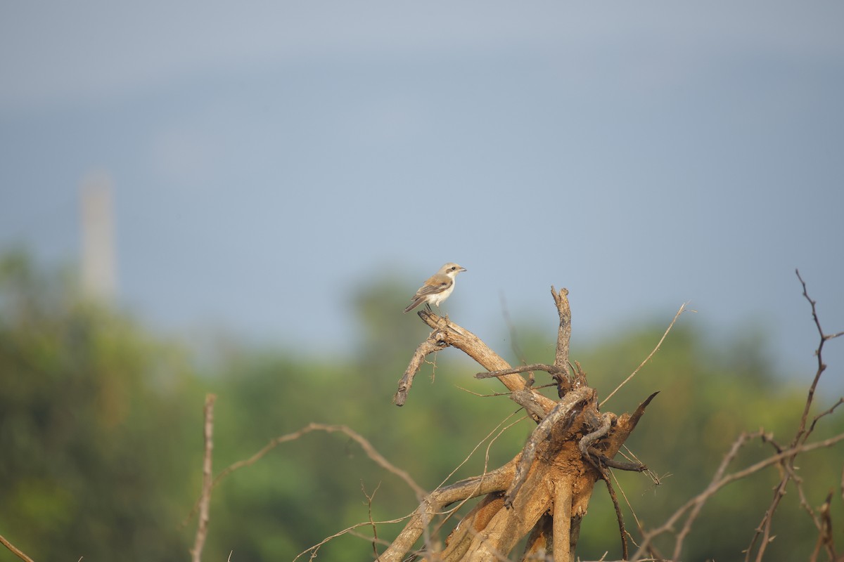 Bay-backed Shrike - ML644576561