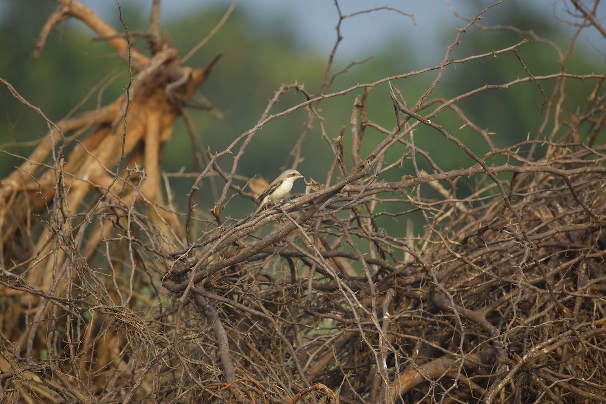 Bay-backed Shrike - ML644576563