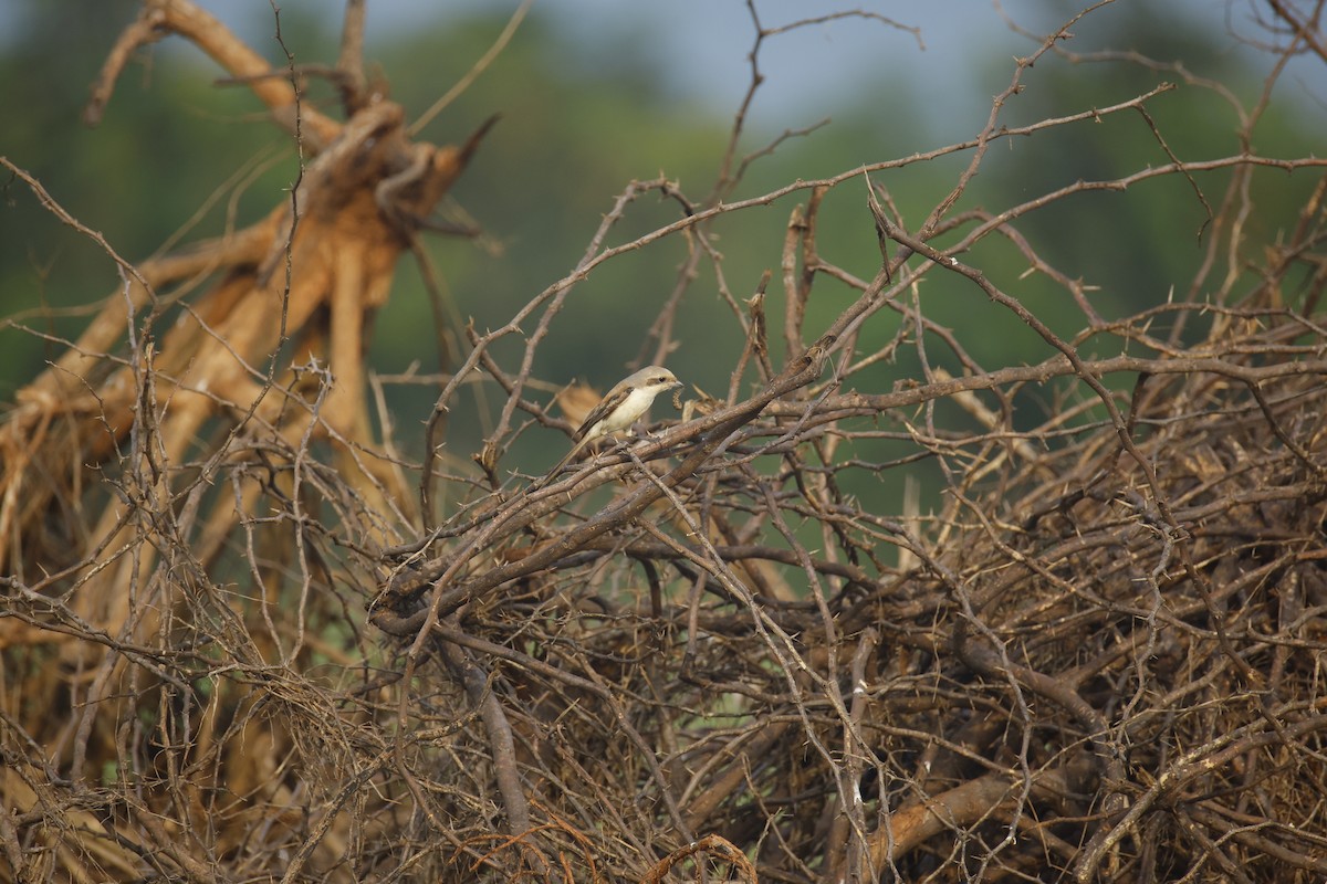 Bay-backed Shrike - ML644576566