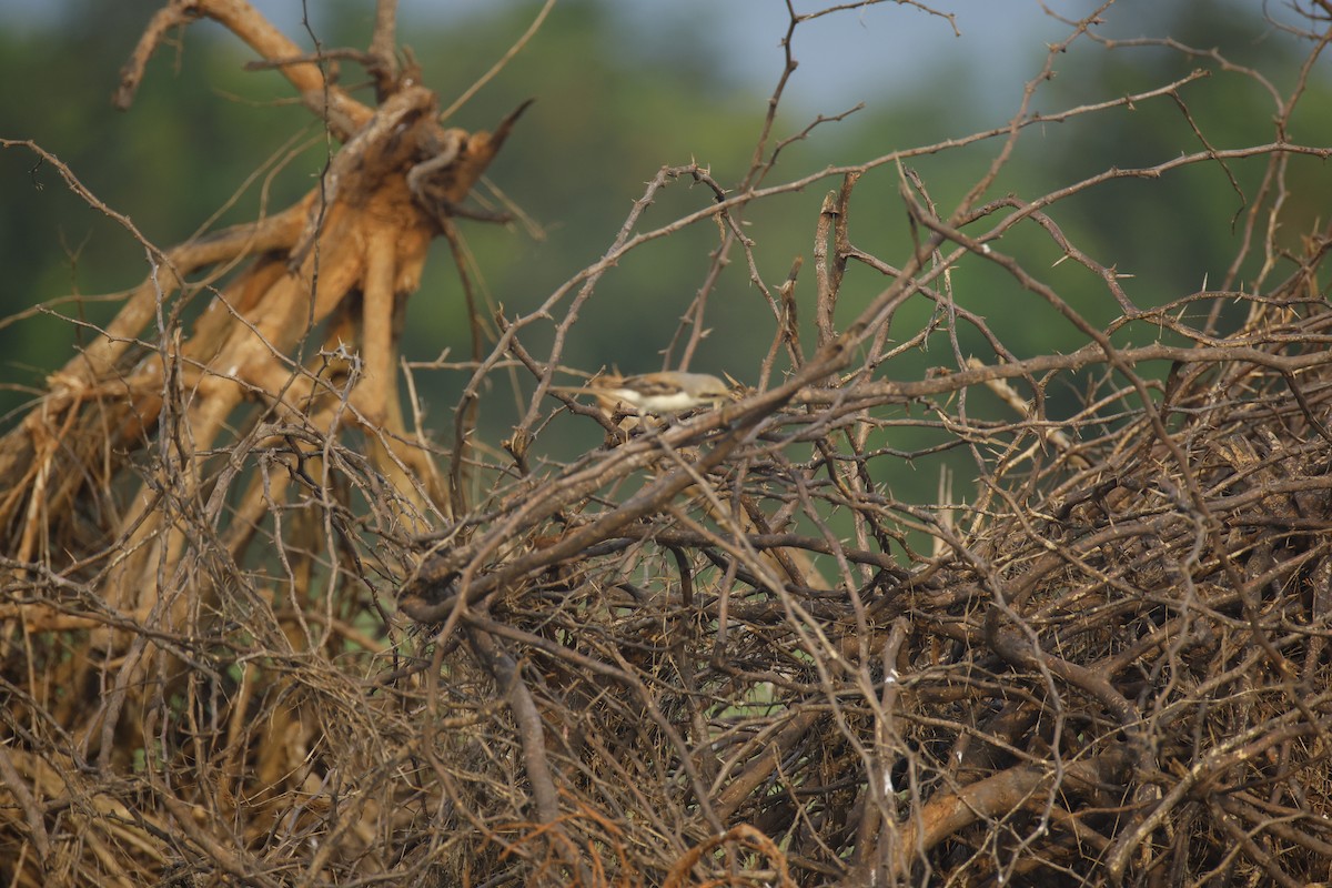 Bay-backed Shrike - ML644576568