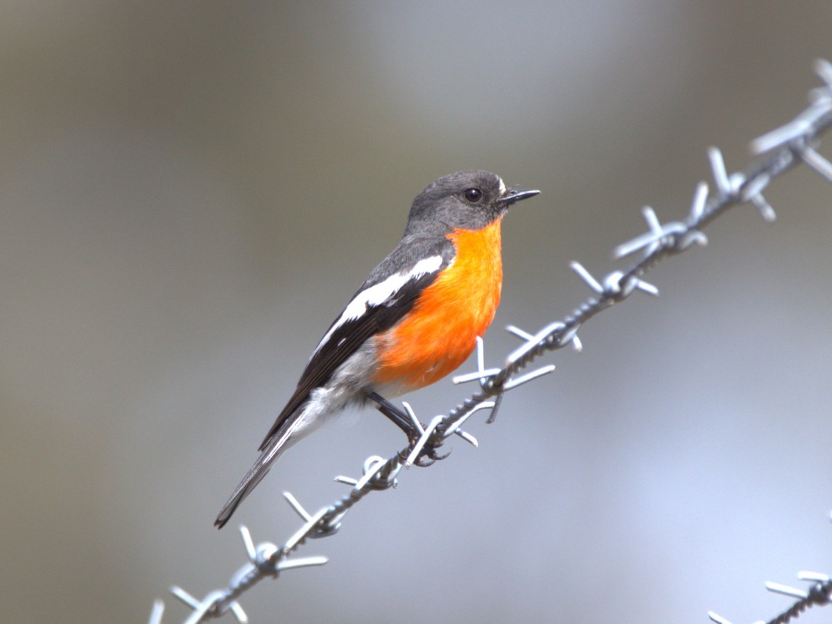 Flame Robin - ML644576579