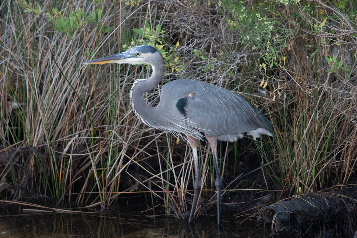 Great Blue Heron - ML644576601