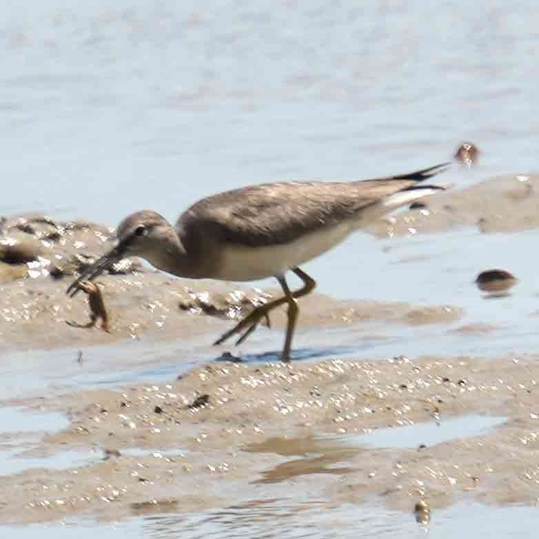 キアシシギ - ML644576604