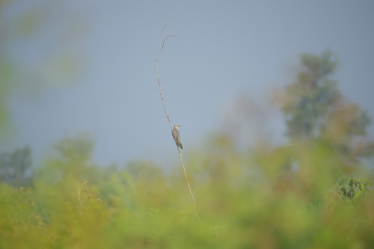 Kuku eurasiarra - ML644576606