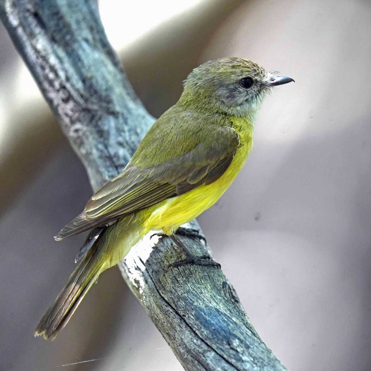 Lemon-bellied Flyrobin - ML644576610