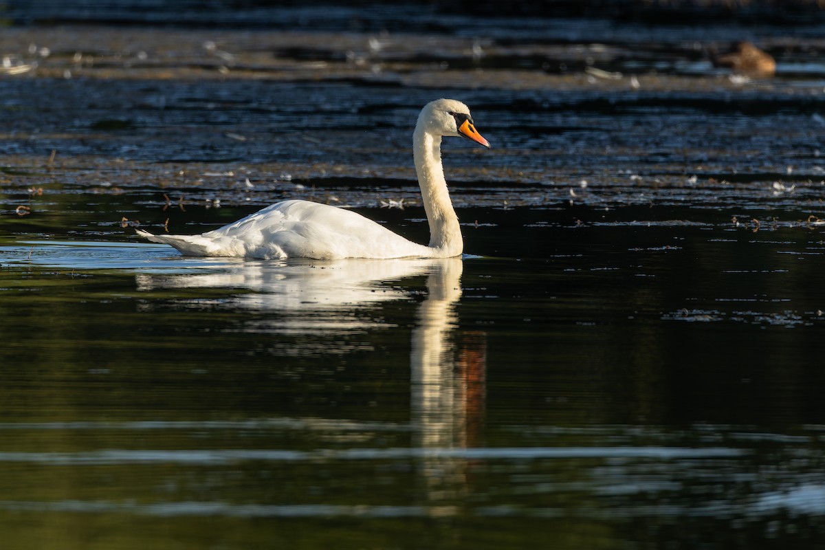 Beltxarga arrunta - ML644576613