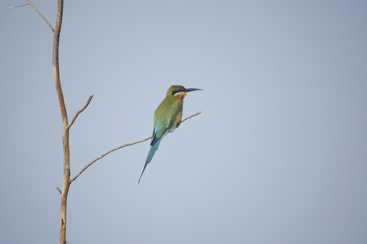 Blue-tailed Bee-eater - ML644576614
