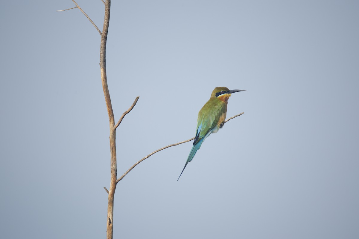 Blue-tailed Bee-eater - ML644576615