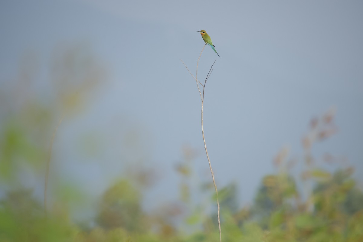 Blue-tailed Bee-eater - ML644576616