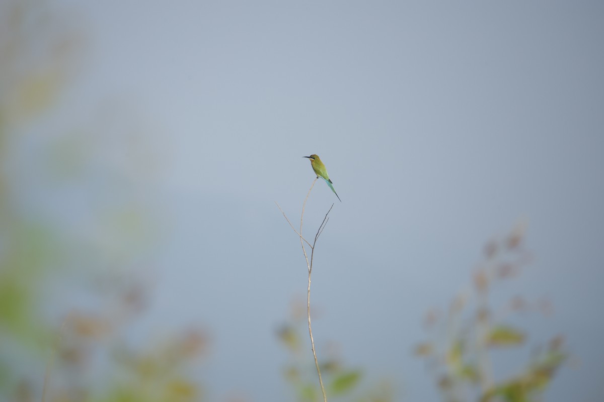 Blue-tailed Bee-eater - ML644576617