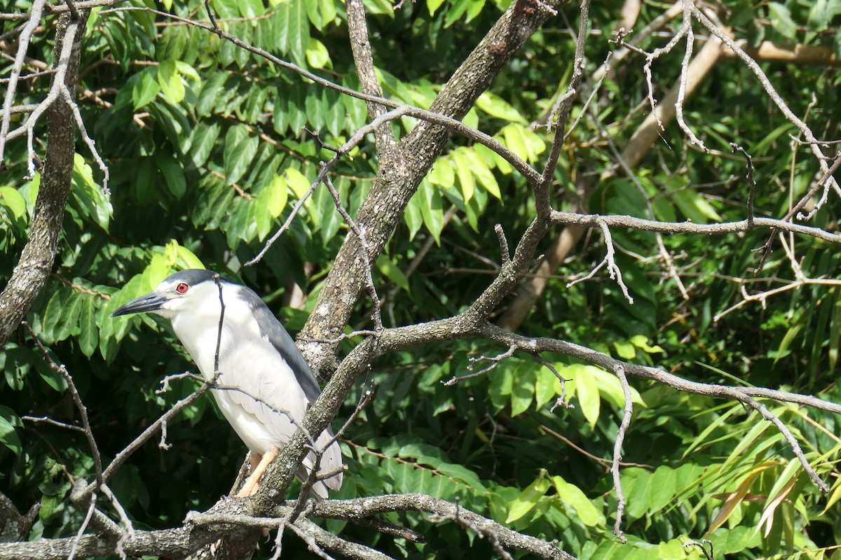 Amiltxori arrunta - ML644576627