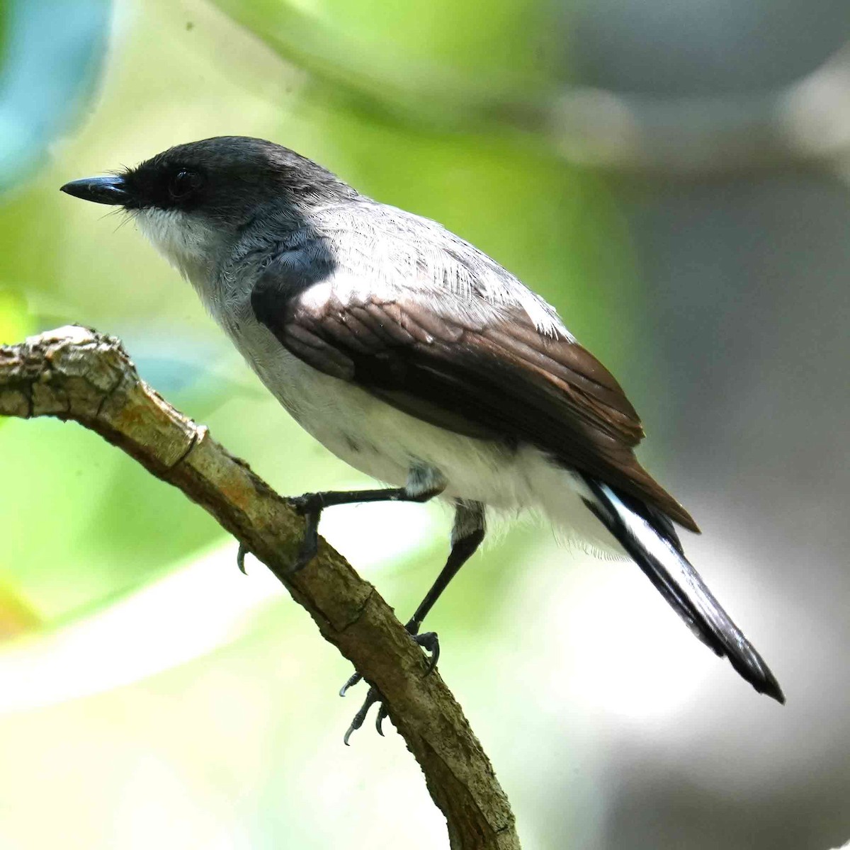 Mangrove Robin - ML644576628