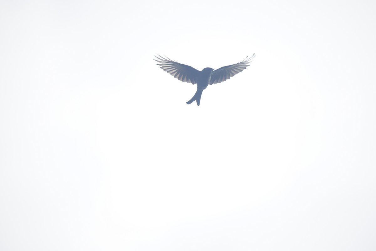 Black Drongo - ML644576629