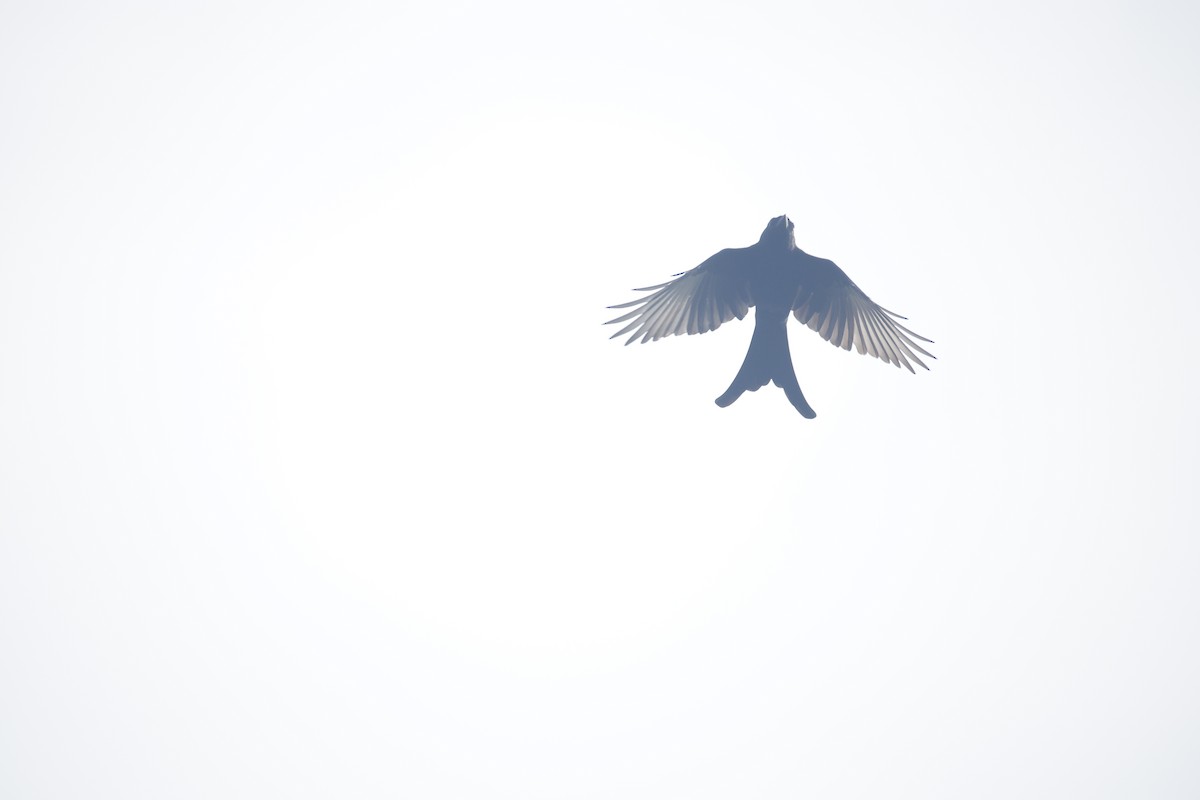 Black Drongo - ML644576632