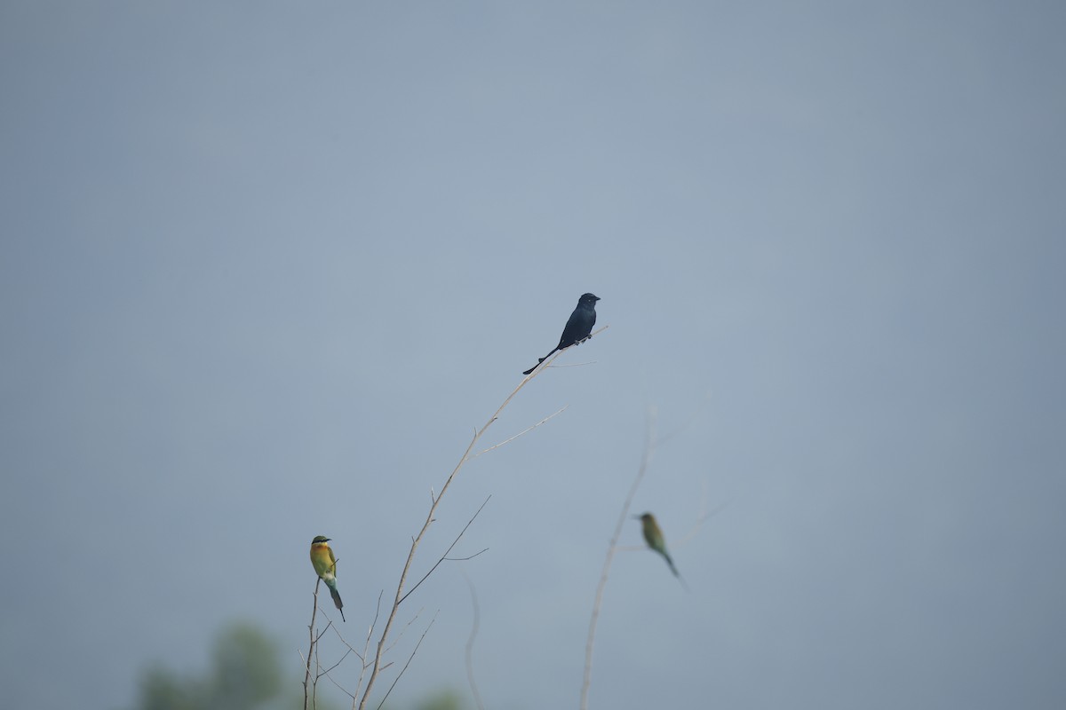Black Drongo - ML644576639